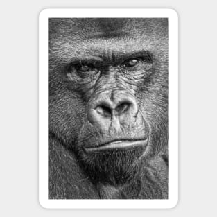 Western Lowland Gorilla Close Up B&W Sticker